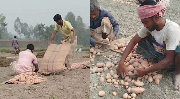 লালমনিরহাটে আলু চাষিদের টানা লোকসান, হতাশ কৃষক