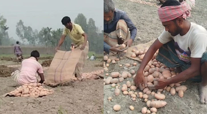 লালমনিরহাটে আলু চাষিদের টানা লোকসান, হতাশ কৃষক