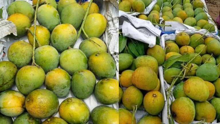 সাতক্ষীরার বাজারে উঠেছে হিমসাগর আম, প্রথম দিনেই জমজমাট মোকাম